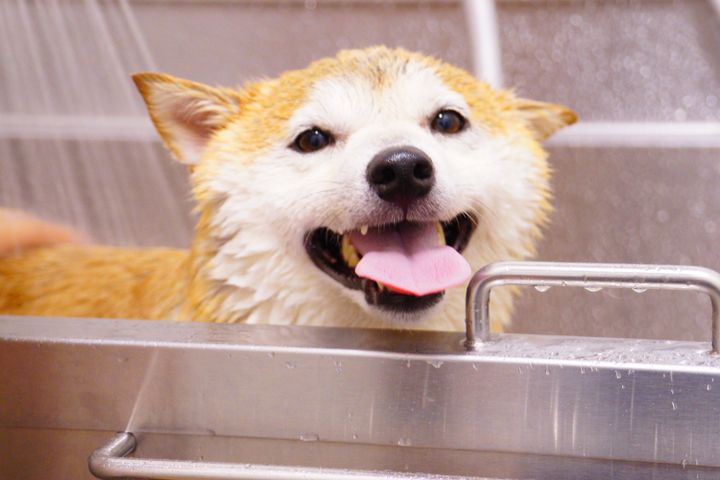 A Shiba Inu grinning with its tongue out during a shower in a steel grooming tub