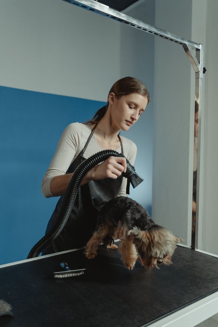 A groomer drying a small dog with a handheld dryer on a grooming table in a bright salon (sample photograph)