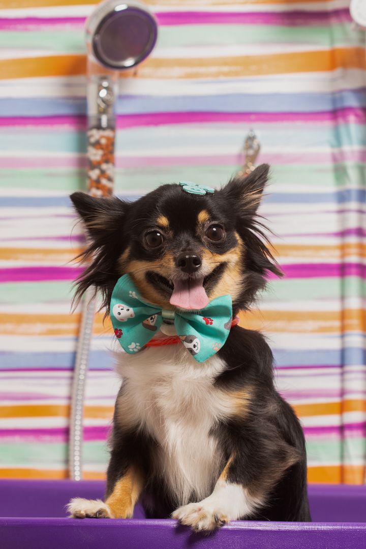 A cheerful black and tan Chihuahua wearing a teal bow tie in front of a striped backdrop (sample photograph)