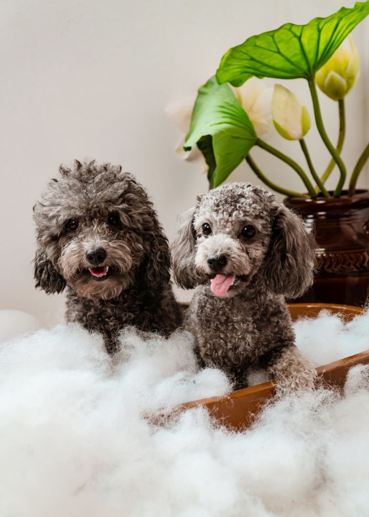 Two small gray poodles sitting in a cloud of fluffy white bubbles (sample photograph)