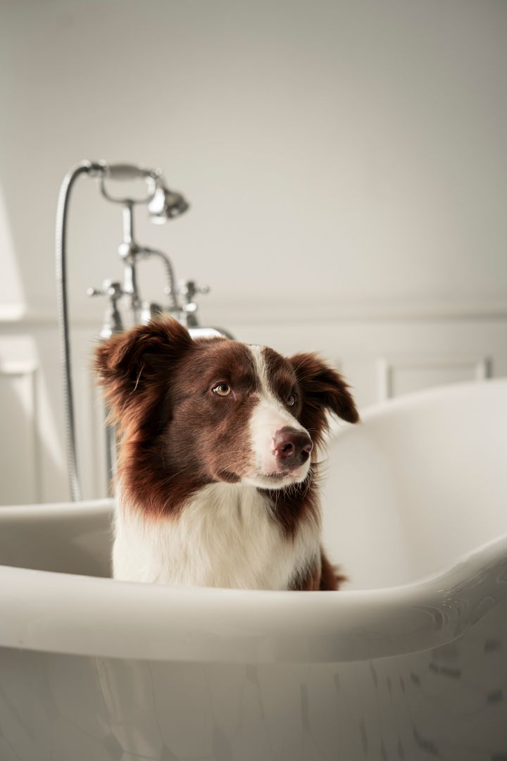 A brown and white border collie sitting calmly in a clawfoot bathtub (sample photograph)