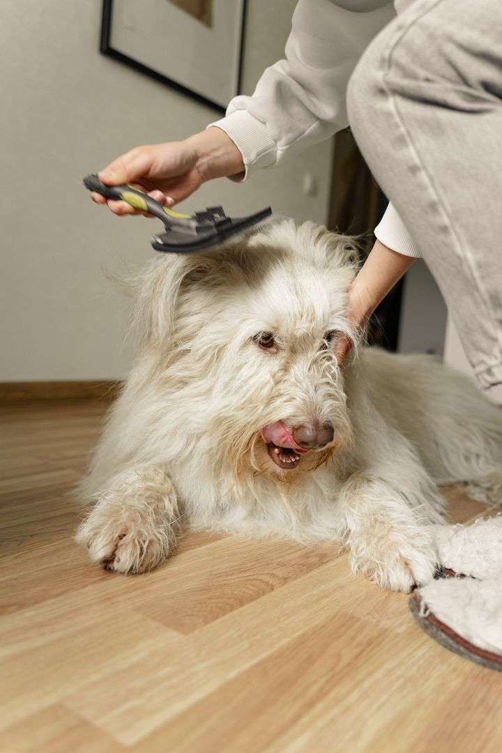 A fluffy white dog lying on a wooden floor while a hand brushes its coat with a slicker brush (sample photograph)