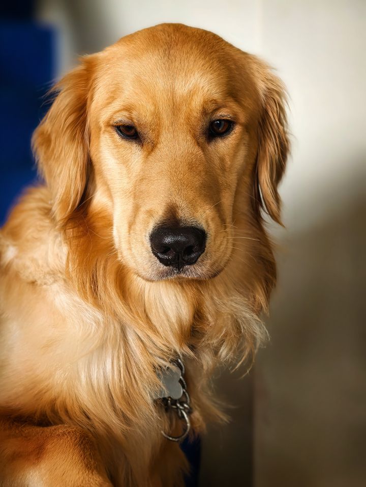 A golden retriever with a soft, glowing coat looking calmly at the camera (sample photograph)