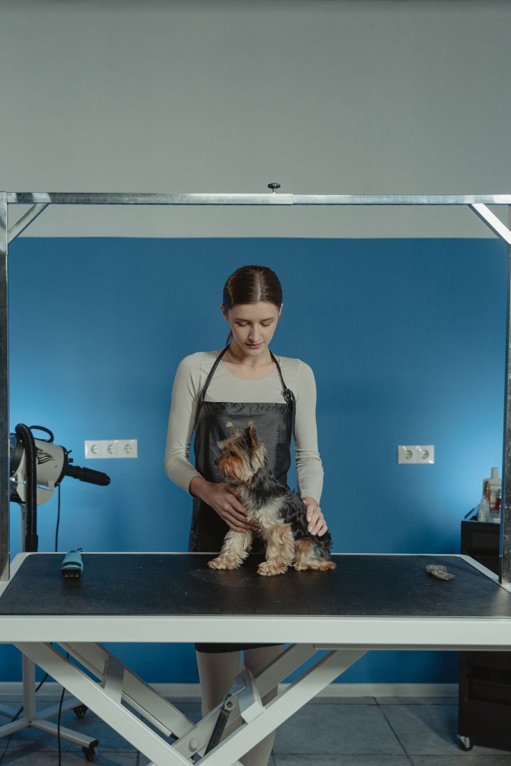 A groomer in a black apron carefully working on a small Yorkshire Terrier on a grooming table in front of a blue wall (sample photograph)