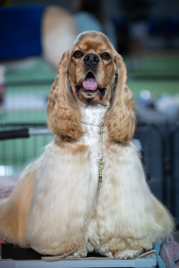 A freshly groomed cocker spaniel with a glossy golden coat and long, silky ears, sitting proudly (sample photograph)