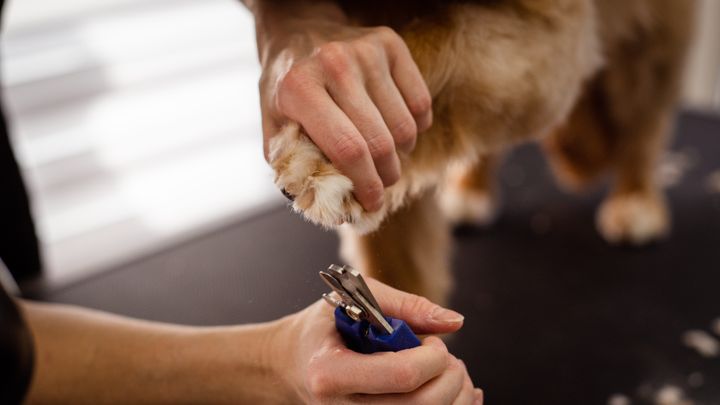 A groomer&rsquo;s hands holding a dog&rsquo;s paw steady while trimming a nail with clippers (sample photograph)