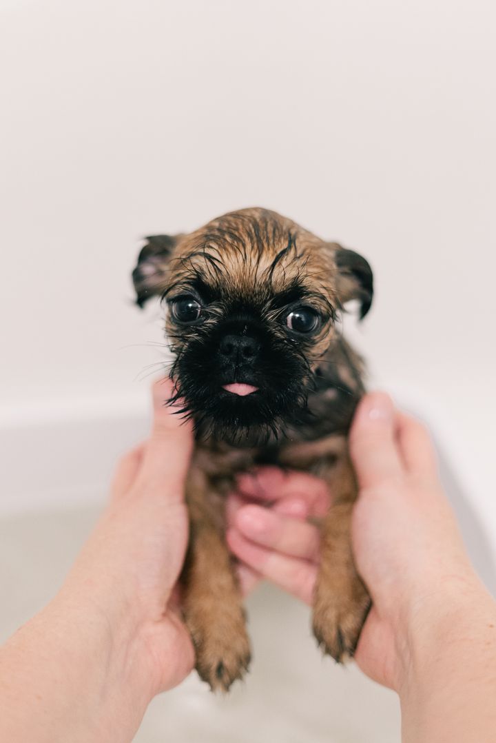 Two gentle hands holding a small brindle puppy against a soft, bright background (sample photograph)