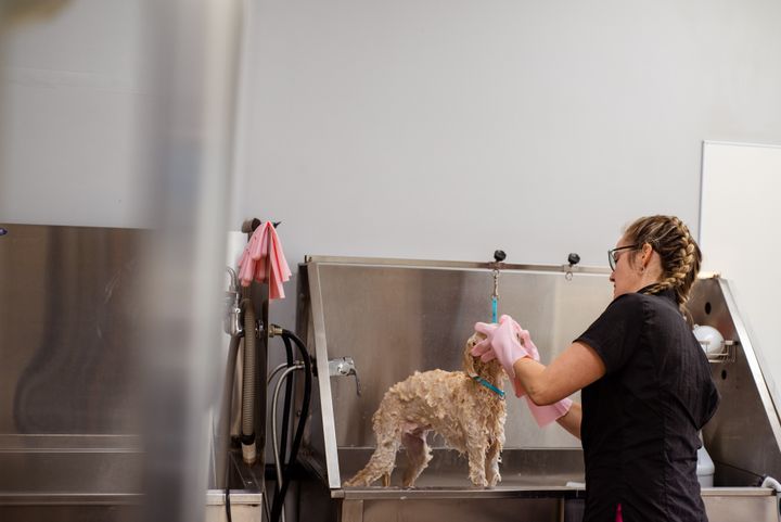 A groomer bathing a small dog in a stainless steel grooming tub in a clean, bright salon (sample photograph)