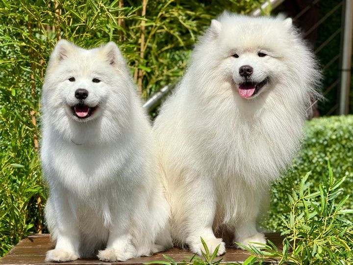 Two fluffy white Samoyeds sitting side by side outdoors, both looking happy