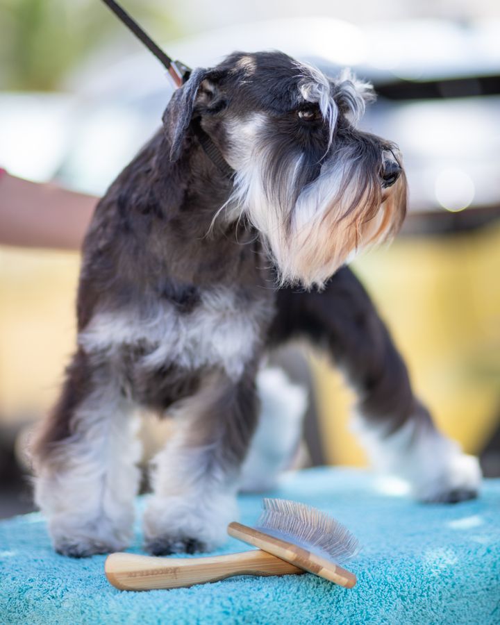A neatly trimmed miniature schnauzer standing on a teal towel with a wooden brush beside it
