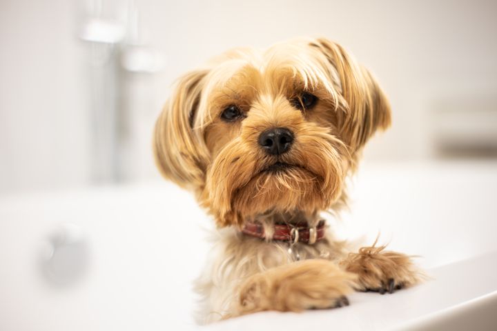 A Yorkshire Terrier with silky fur resting its chin on the edge of a white tub